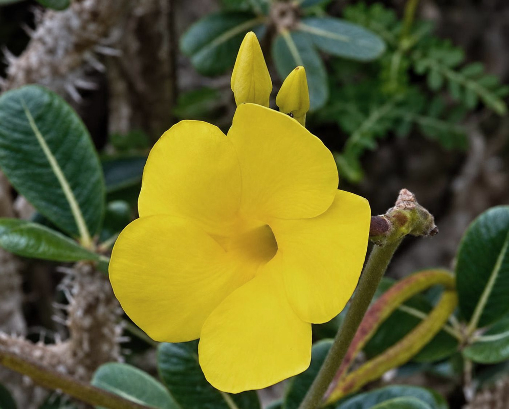 A bright yellow Pachypodium rosulatum flower spreads five broad petals at the end of a long green stalk