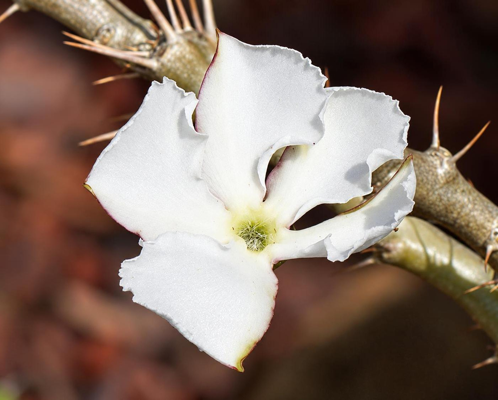 White Pachypodium saundersii flowers have gently wavy petals beside a thick gray branch bearing long spines