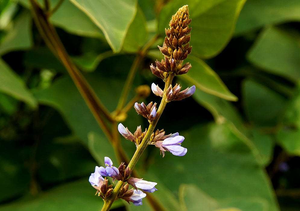 Pachyrhizus panamensis inflorescence with purple flower