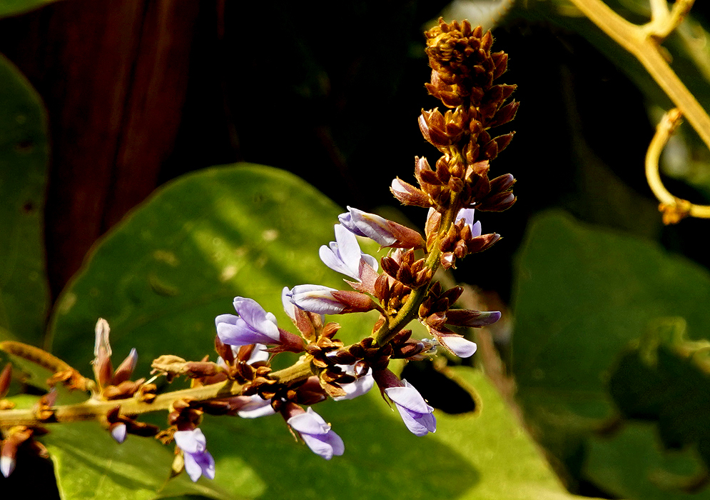 Pachyrhizus panamensis purple flowers