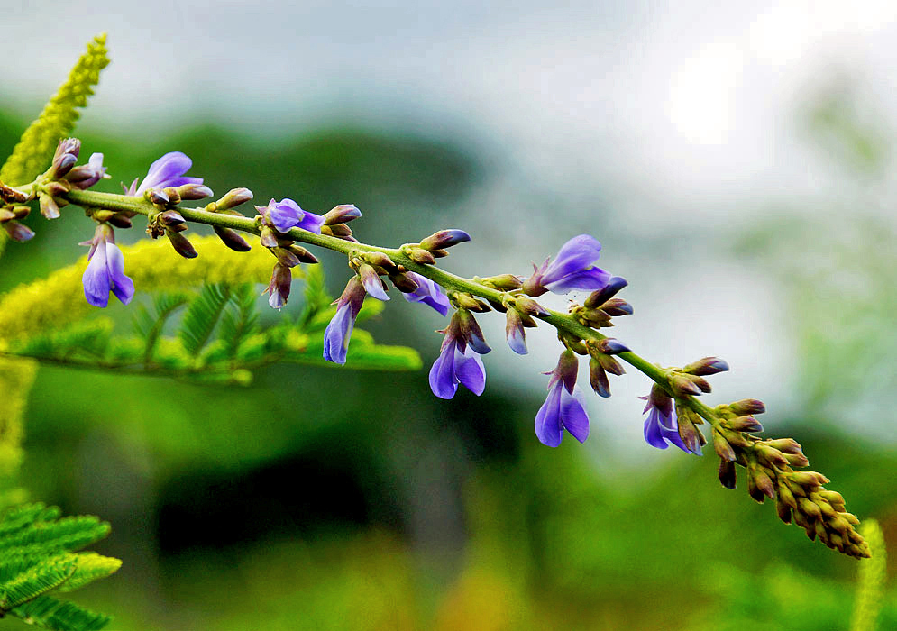 A leaning Pachyrhizus panamensis flower spike with purple flowers