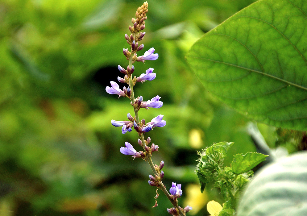 A Pachyrhizus panamensis flower spike with purple flowers
