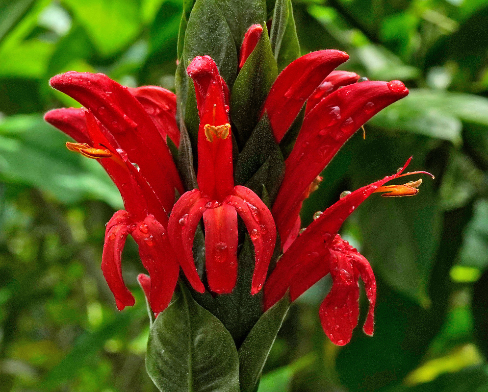 Close-up view of Pachystachys coccinea inflorescence with vivid red tubular flowers emerging from large green bracts, all covered in raindrops