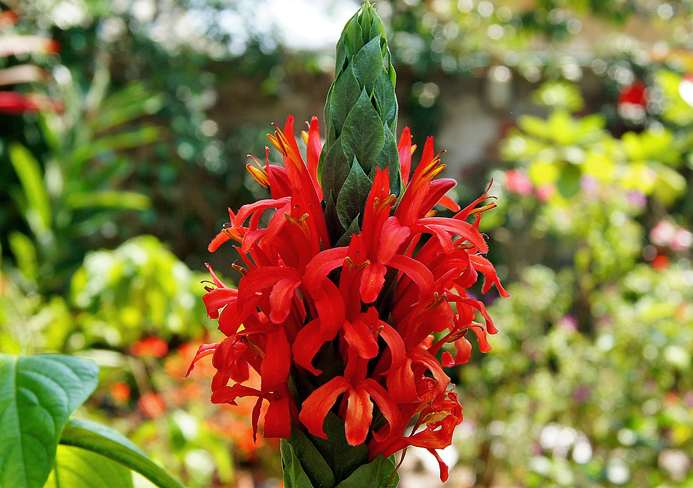 A Pachystachys spicata inflorescence with green bracts and scarlet flowers with yellow anthers