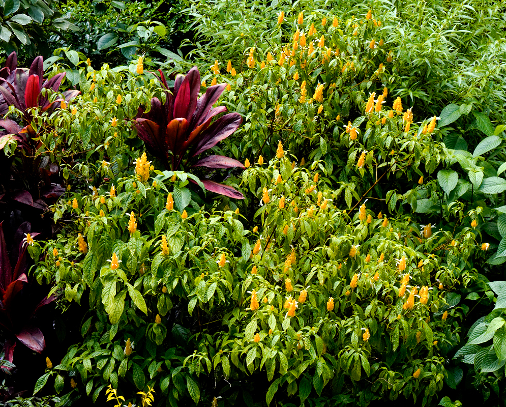 A flowering Pachystachys lutea shrub next to a walkway