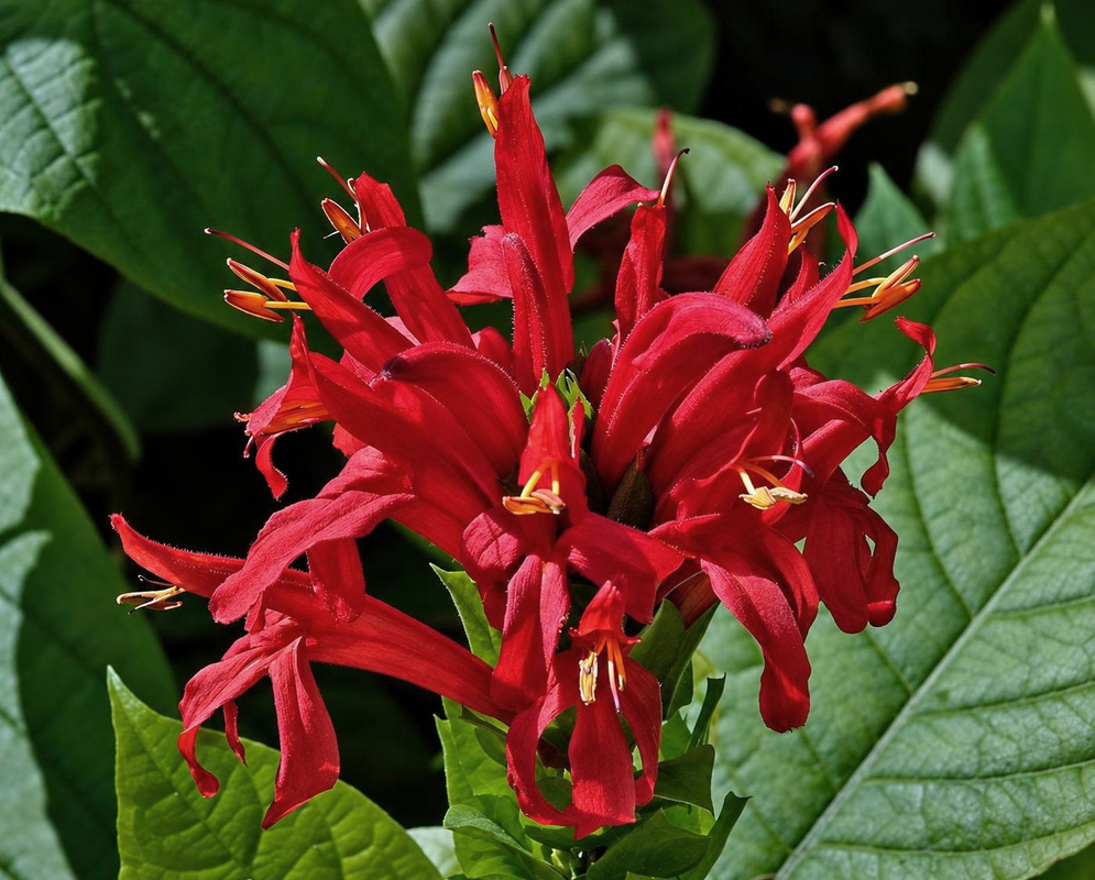 Bright red Pachystachys spicata tubular flowers curve outward in a dense cluster above glossy green foliage