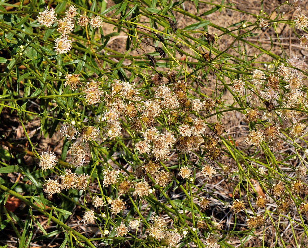 Small cream-white Palafoxia integrifolia flower heads cluster at the ends of slender branching stems