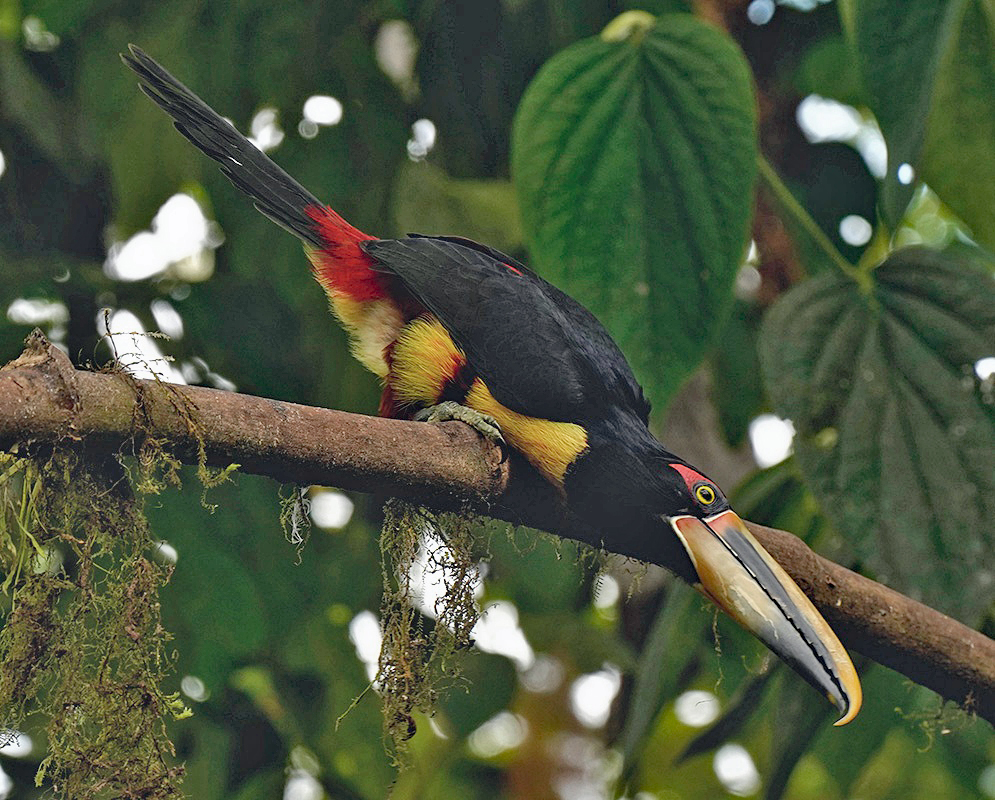 A Pteroglossus torquatus erythropygius feeding with its bill, head, and plumage visible