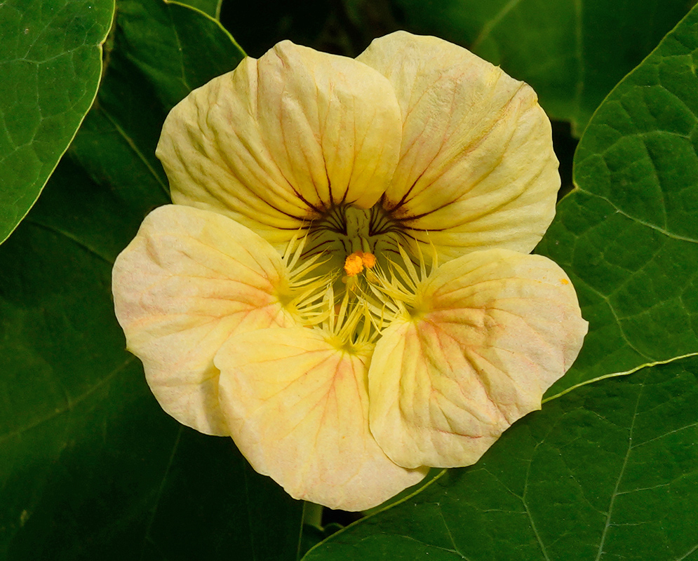 Creamy pale yellow Tropaeolum majus flower with reddish veins extending from the center, resting against smooth round leaves