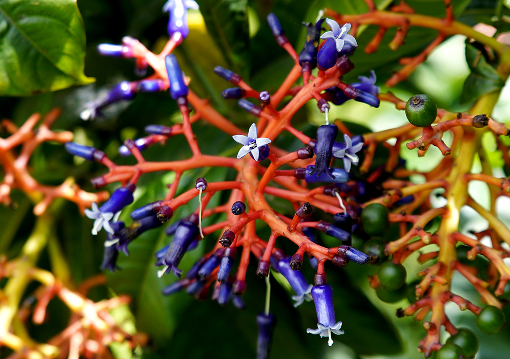 Orange inflorescence with blue flower tubes and light blue petals