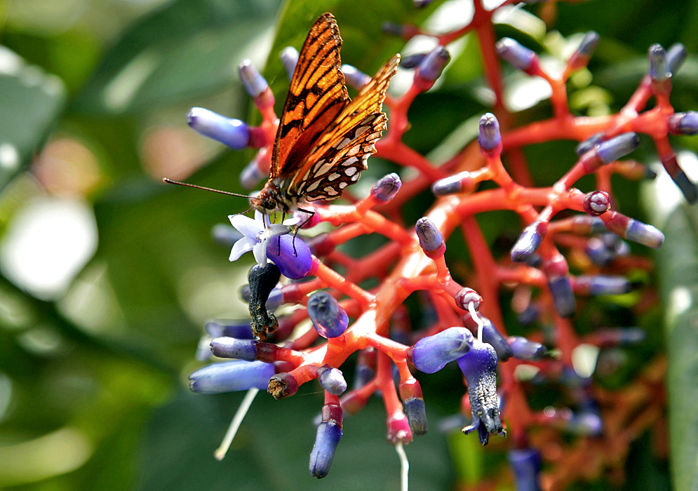 An orange and black butterfly on top of a blue Palicourea amethystina flower