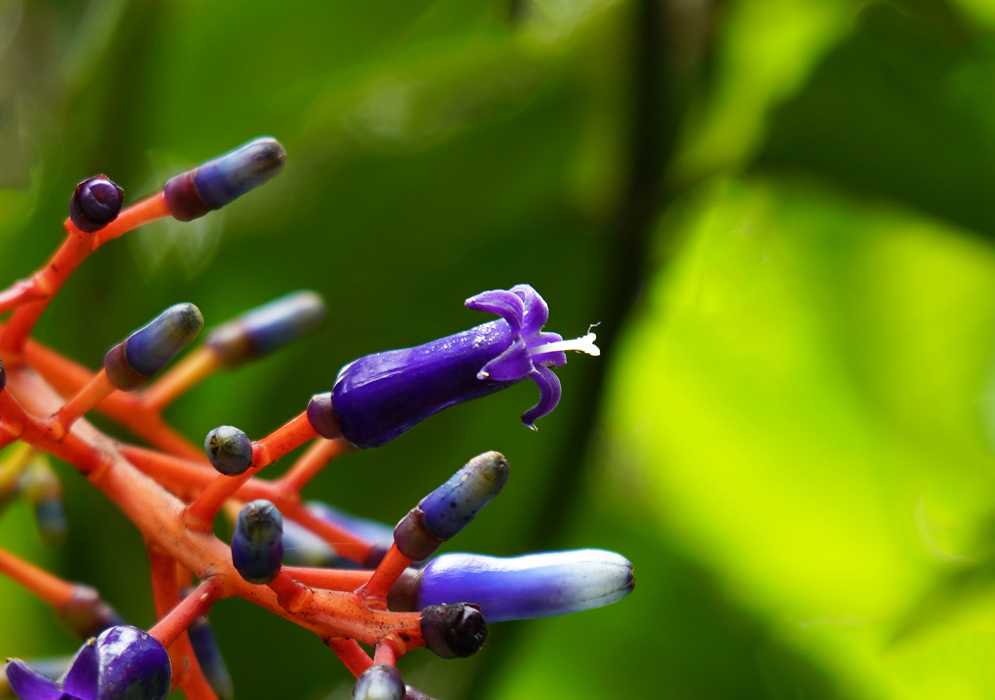 Blue Palicourea amethystina flower with purple petals and a white pistil