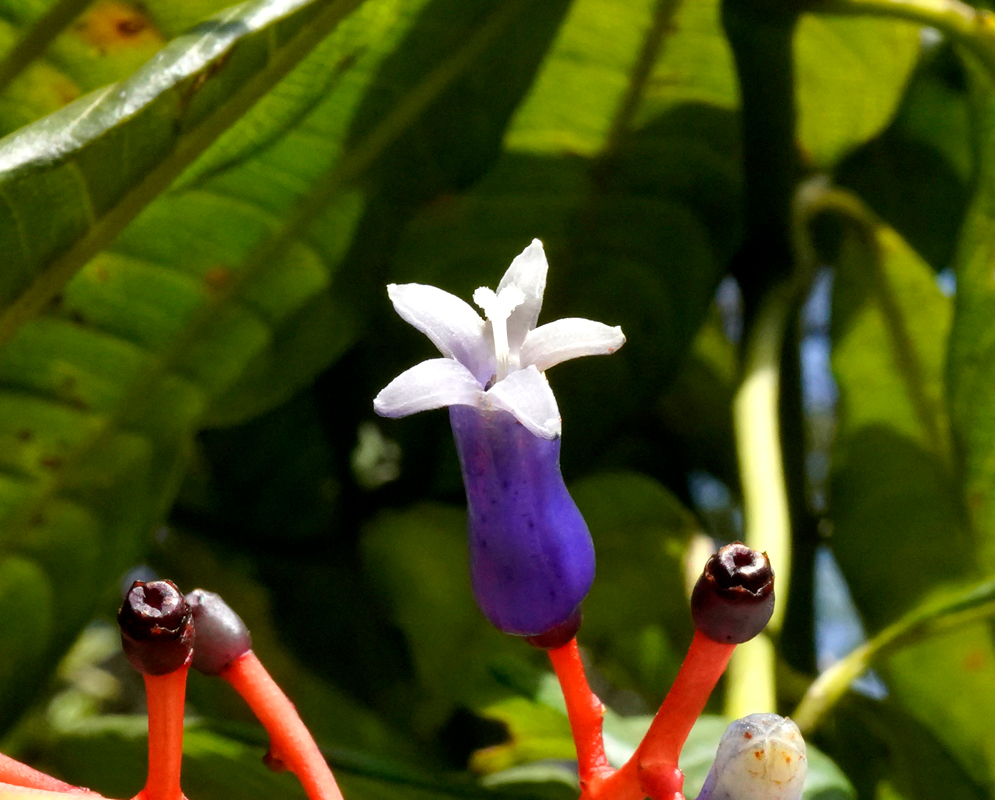Orange inflorescence with dark blue flower tubes and light purple petals
