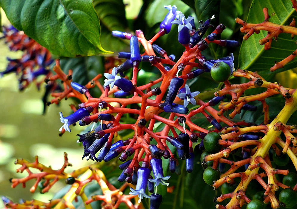 Orange inflorescence with dark blue flower tubes and light blue petals and green fruit