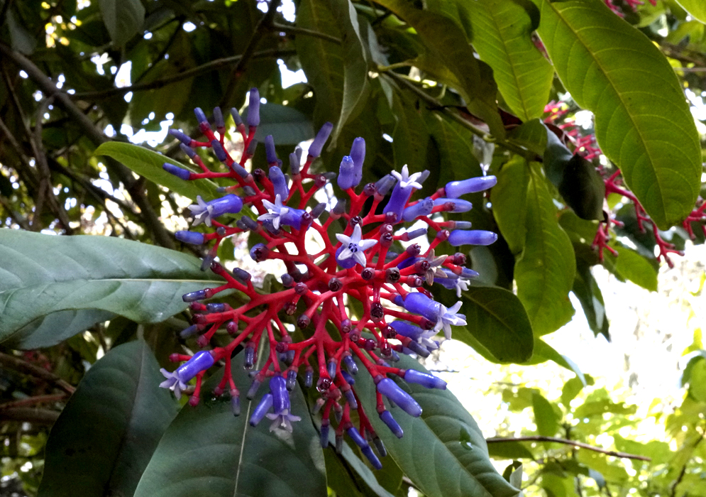 Orange inflorescence with blue flower tubes and light blue petal