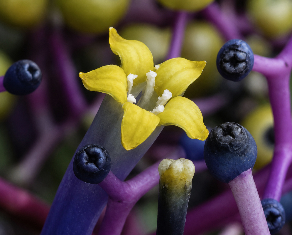 Palicourea anceps flower and fruit
