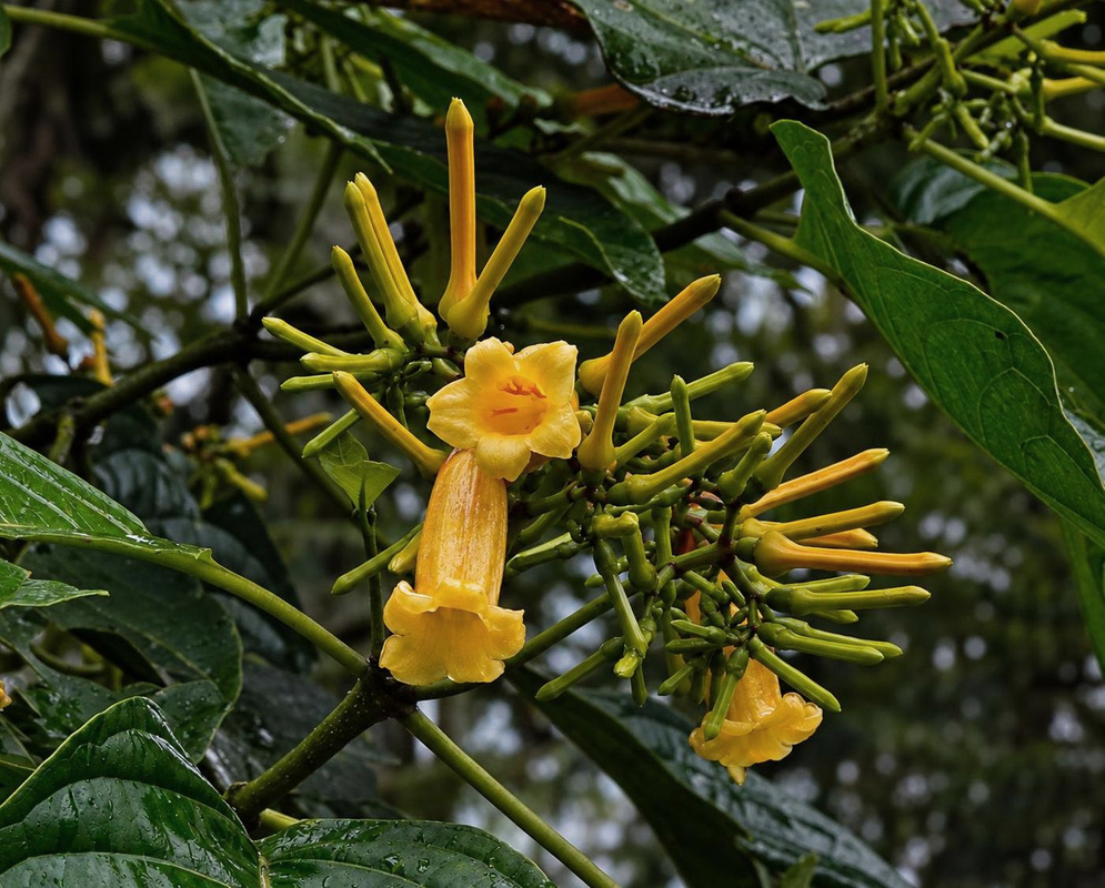 Palicourea anderssoniana has yellow tubular flowers on green stems