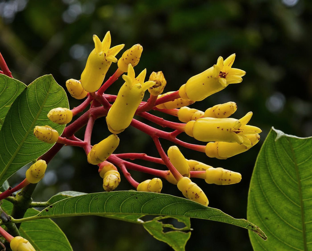 Palicourea anderssoniana Flower Details Palicourea anderssoniana has yellow tubular flowers on red stems