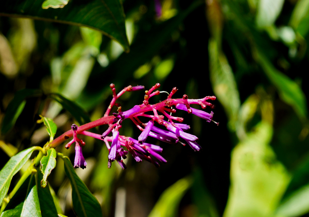 Palicourea angustifolia purple flower