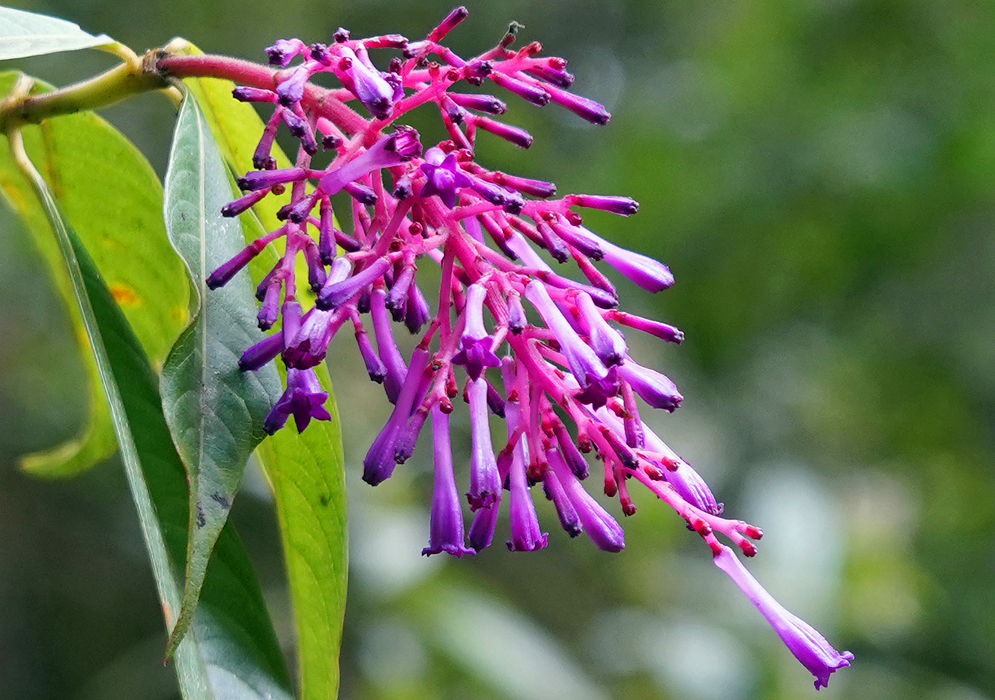 Purple and pink Palicourea angustifolia inflorescence