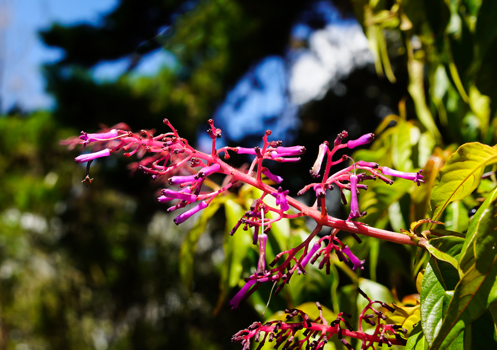 Palicourea angustifolia Inflorescence in sunlight