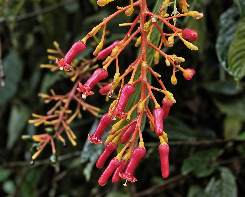 Pink-red Palicourea demissa flower tubes with pale yellow-green tips cluster on orange branching stalks