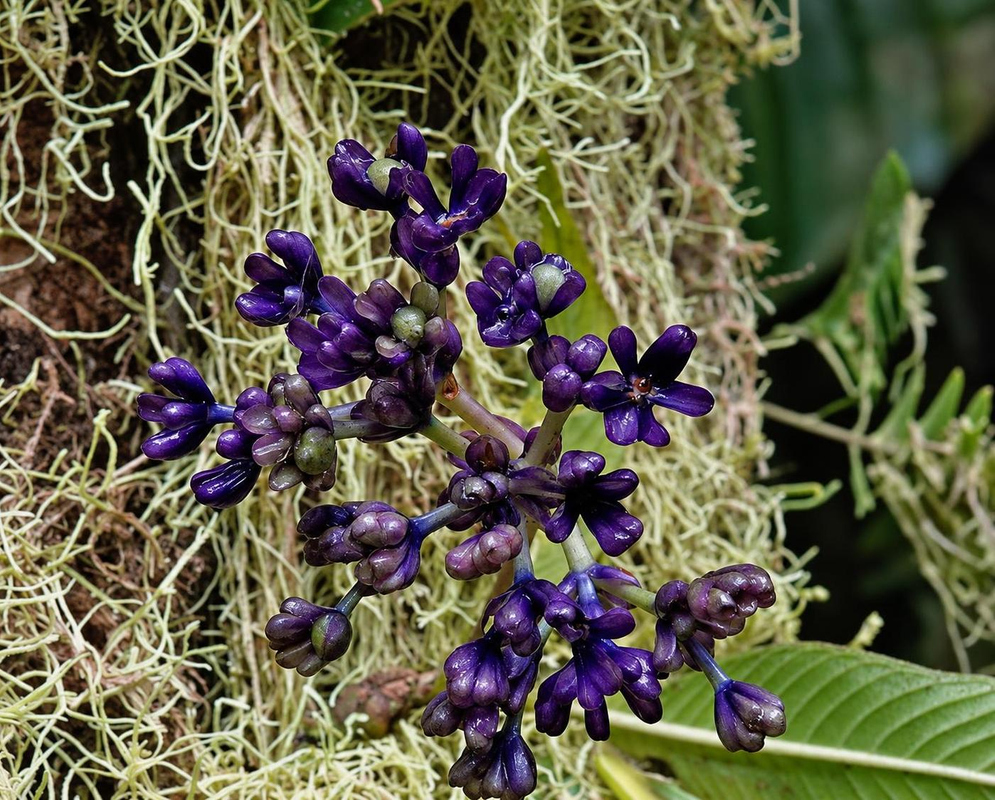 Deep blue-purple Palicourea dives flowers and rounded buds form a dense cluster with yellow visible inside open blossoms