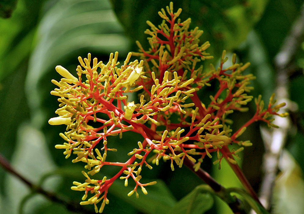 An orange Palicourea guianensis inflorescence with yellow flowers and flower bud 