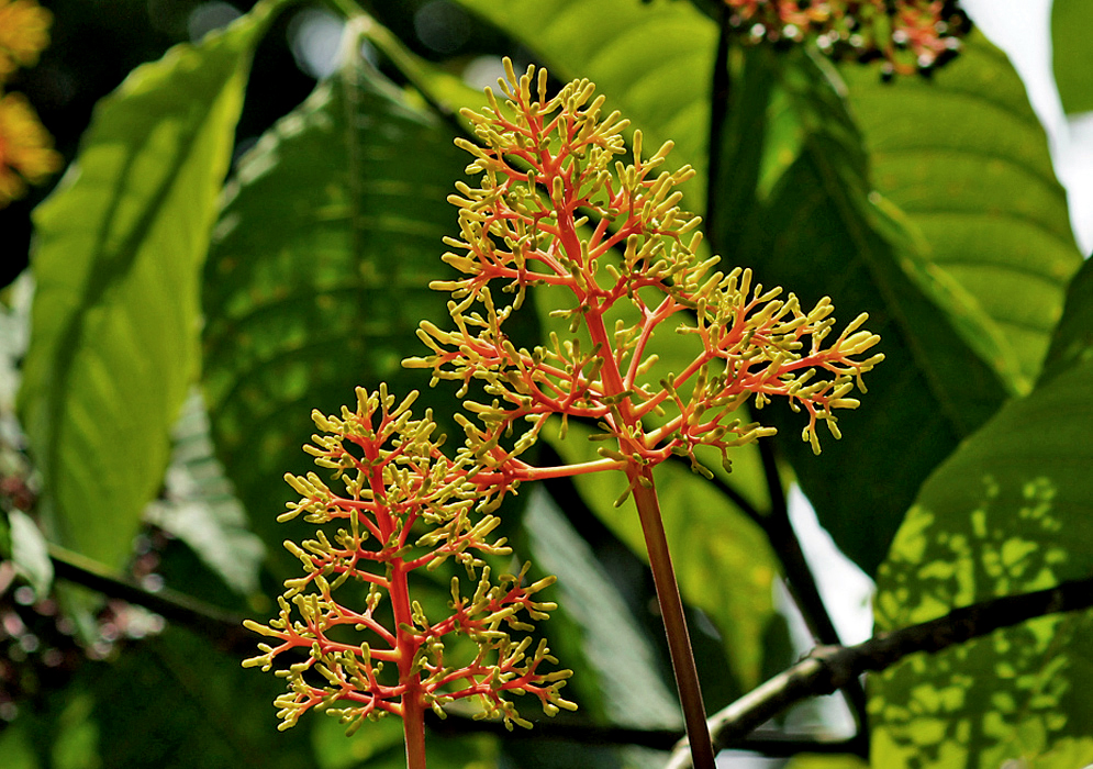 Two orange Palicourea guianensis inflorescences with yellow flower buds