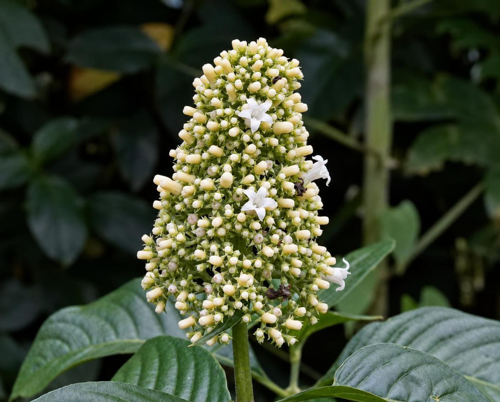 Palicourea hebeclada Flower Details Palicourea hebeclada has a dense cream flower head above veined leaves