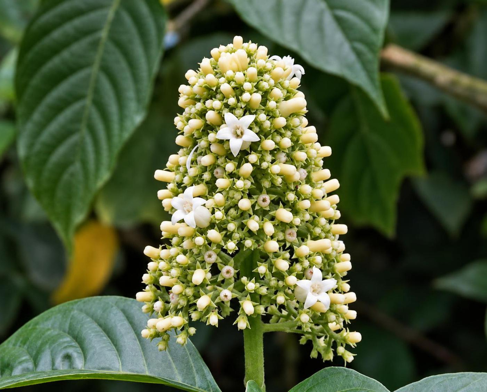 Tiny cream-white Palicourea hebeclada flowers and pale green buds form a dense upright rounded cluster