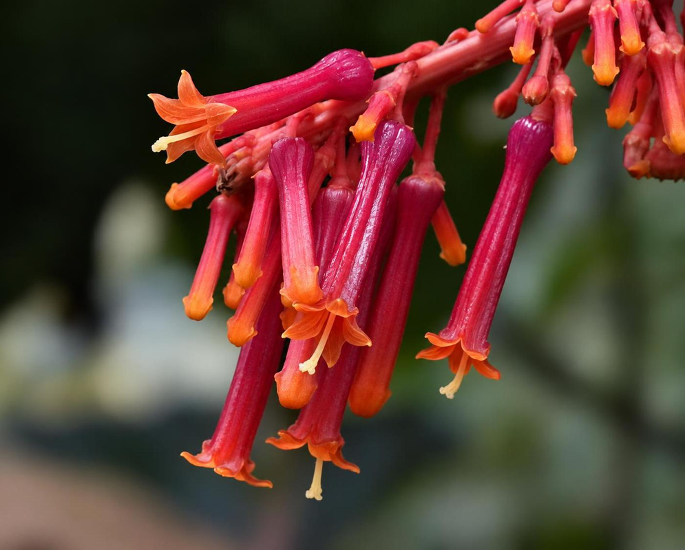 Palicourea hospitalis Flower Details Palicourea hospitalis has red tubular flowers with orange tips