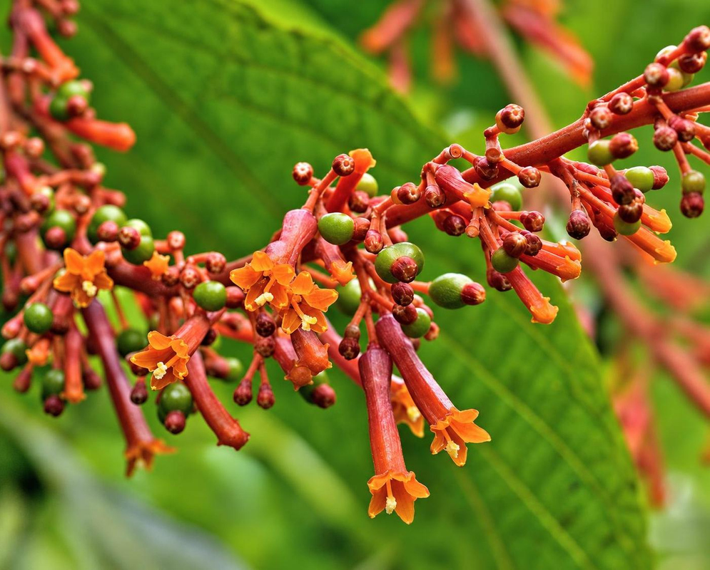 Slender pink-red Palicourea hospitalis flowers open with small orange lobes on branching red stalks