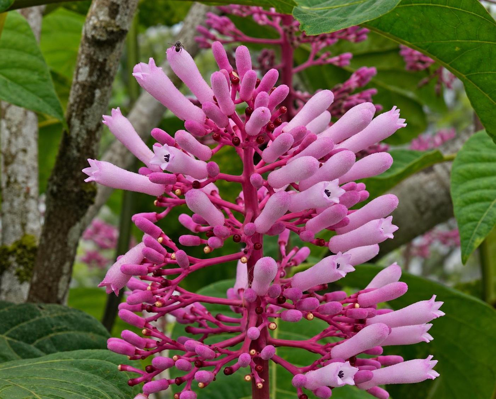 Palicourea lasiantha has pale pink tubular flowers on purple stems