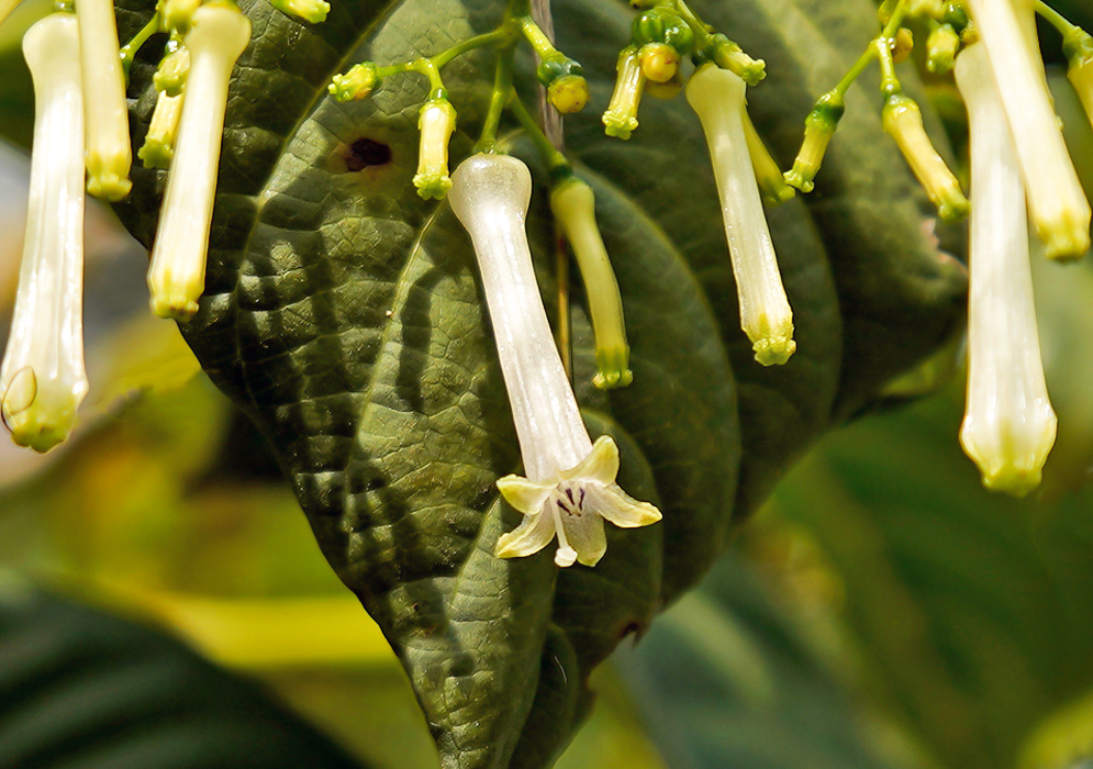 White Palicourea lineariflora flower with greenish petals and brown anthers in sunlight