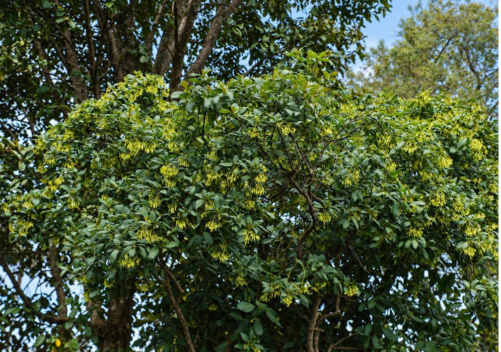 Palicourea paniculata Spreading Pale Flowering Tree Crown Palicourea paniculata forms a spreading tree crown with small pale flower clusters