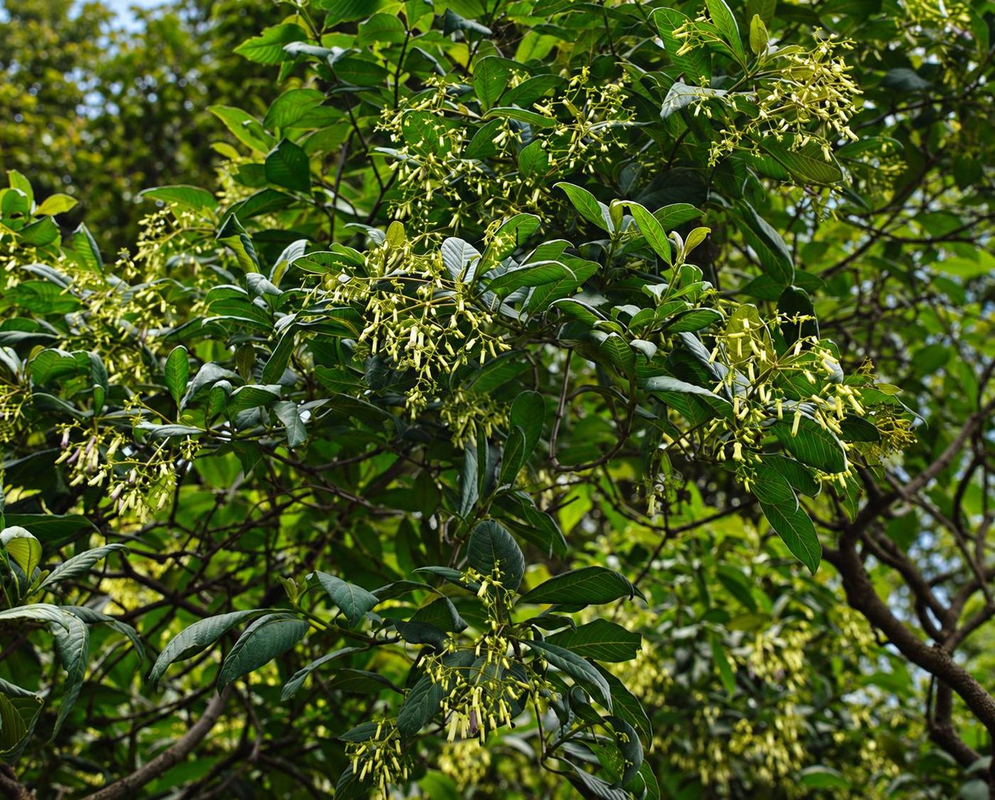 Palicourea paniculata Pale Flowers Among Long Leaves Palicourea paniculata has pale flowers among long leaves on branching stems
