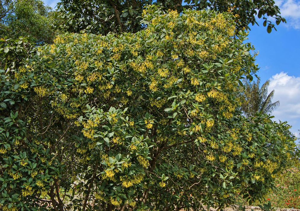 Palicourea paniculata Large Yellowish Flowering Tree Palicourea paniculata forms a large tree with yellowish flower clusters against blue sky