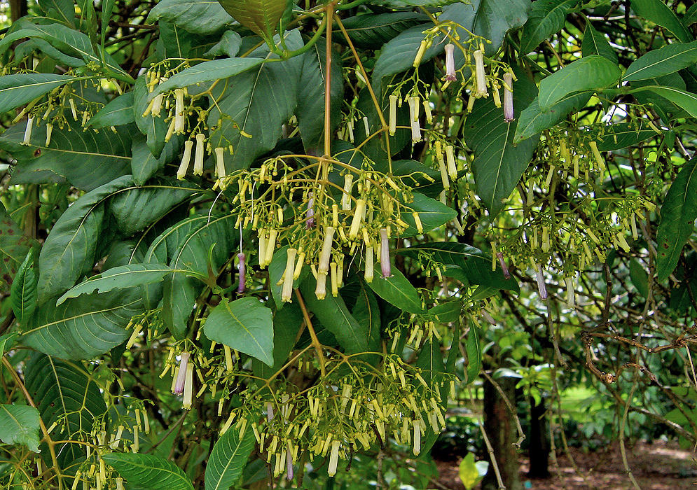 Hanging Palicourea lineariflora inflorescences with yellow, cream and purplish colored flowers