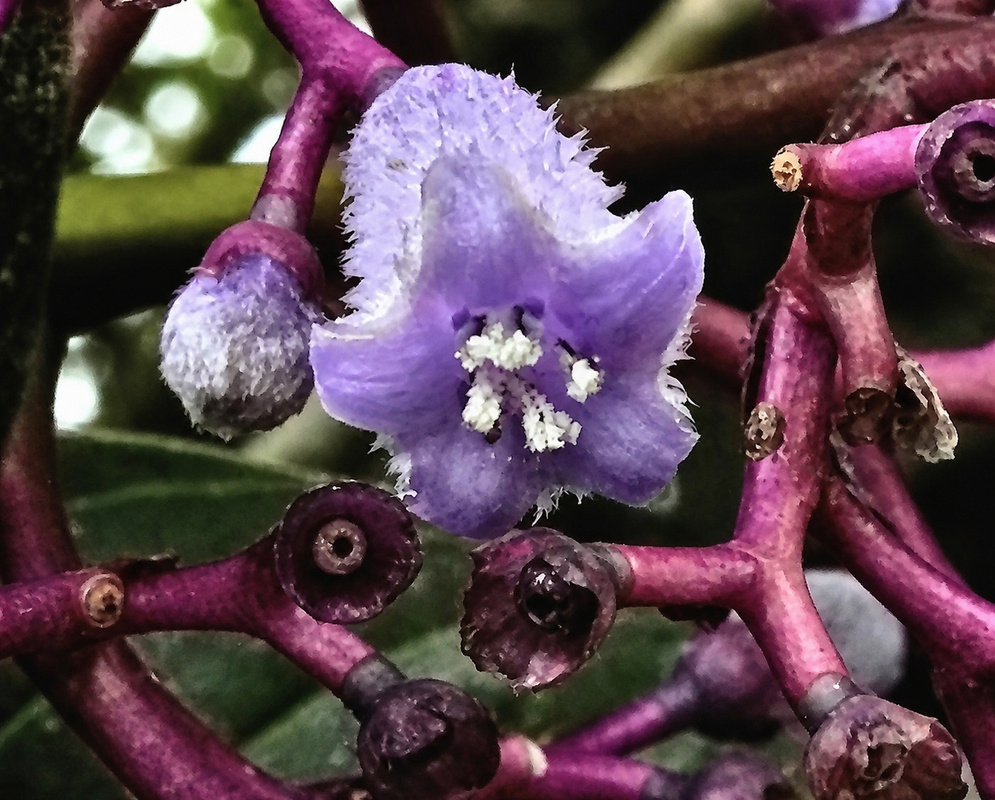 Palicourea quadrilateralis flower and fruit
