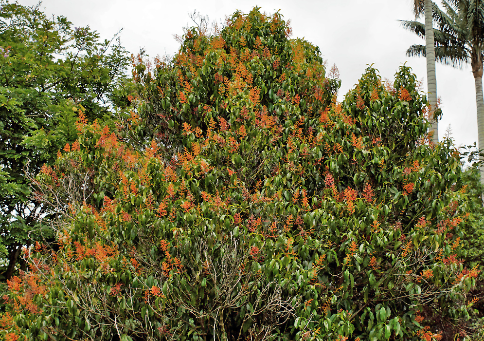 alicourea vaginata with red stems and yellow-orange flowers