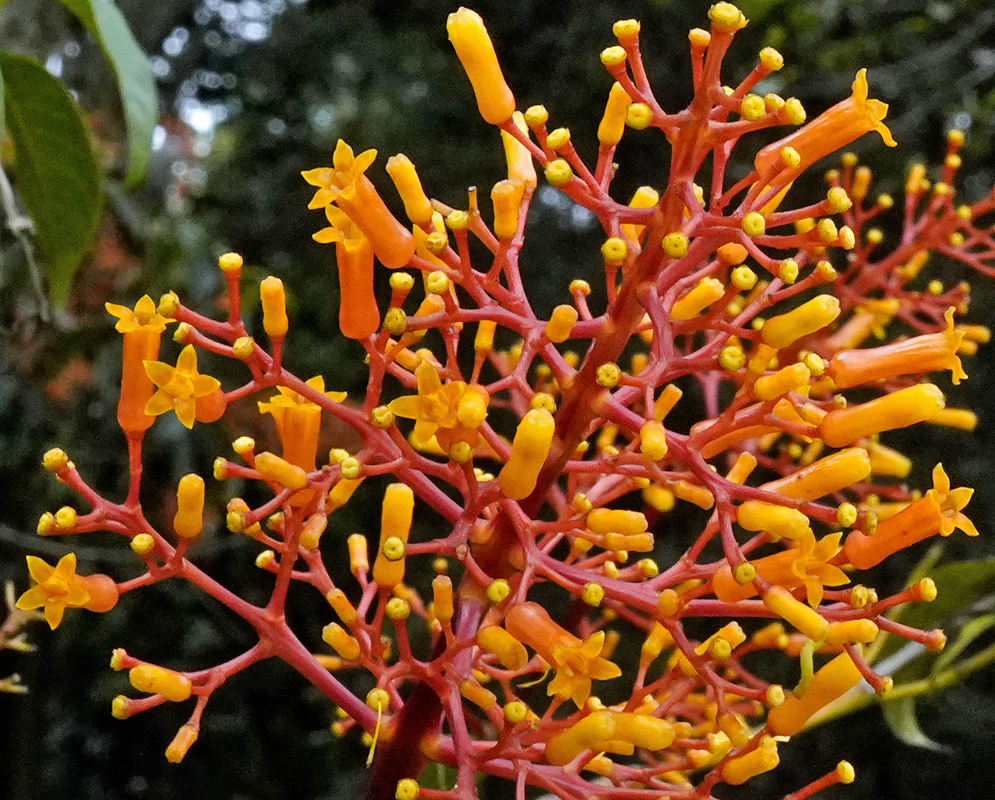 A dense inflorescence of Palicourea thyrsiflora showing numerous tubular orange flowers with red branched stalks and small yellow star-shaped corollas emerging at the tips