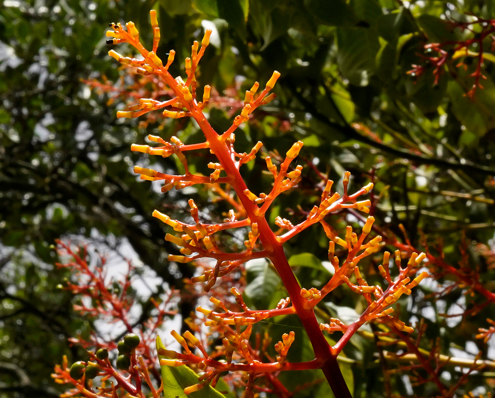 An Palicourea thyrsiflora inflorescence with red stems and yellow-orange flowers