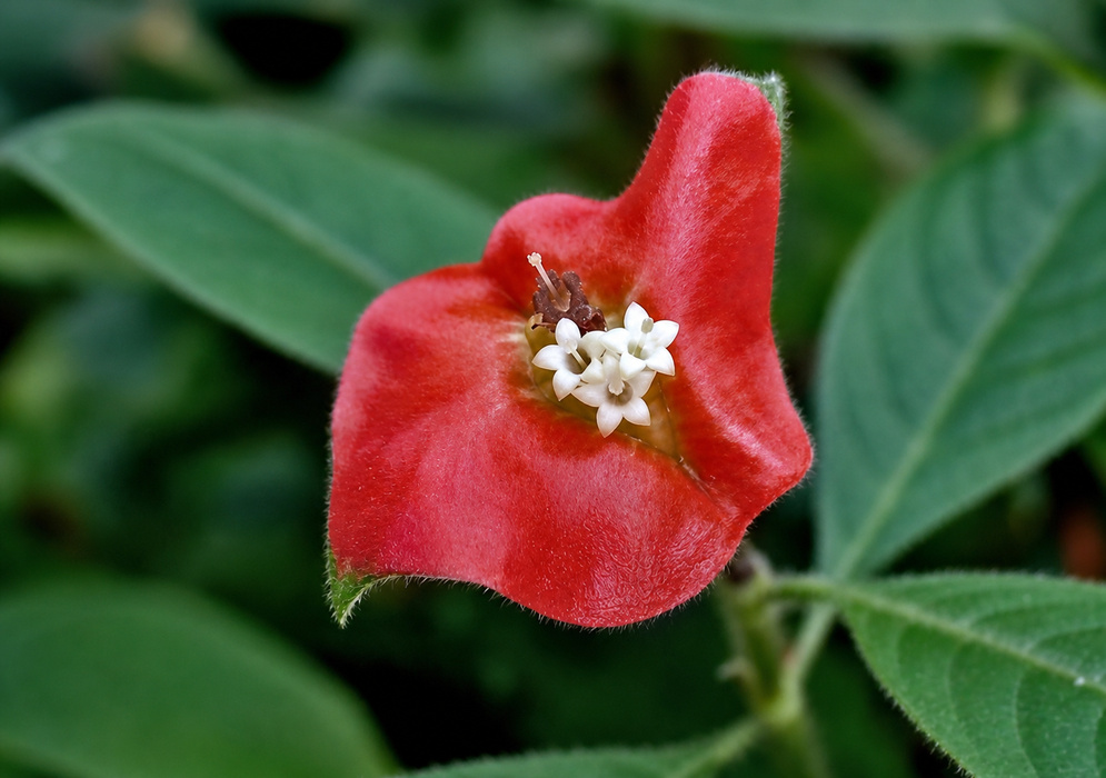 Palicourea tomentosa red velvety bracts surrounding a compact cluster of small white tubular flowers