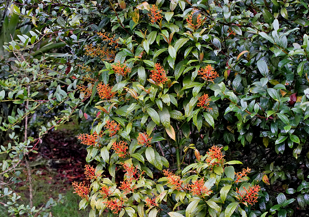 alicourea vaginata with red stems and yellow-orange flowers