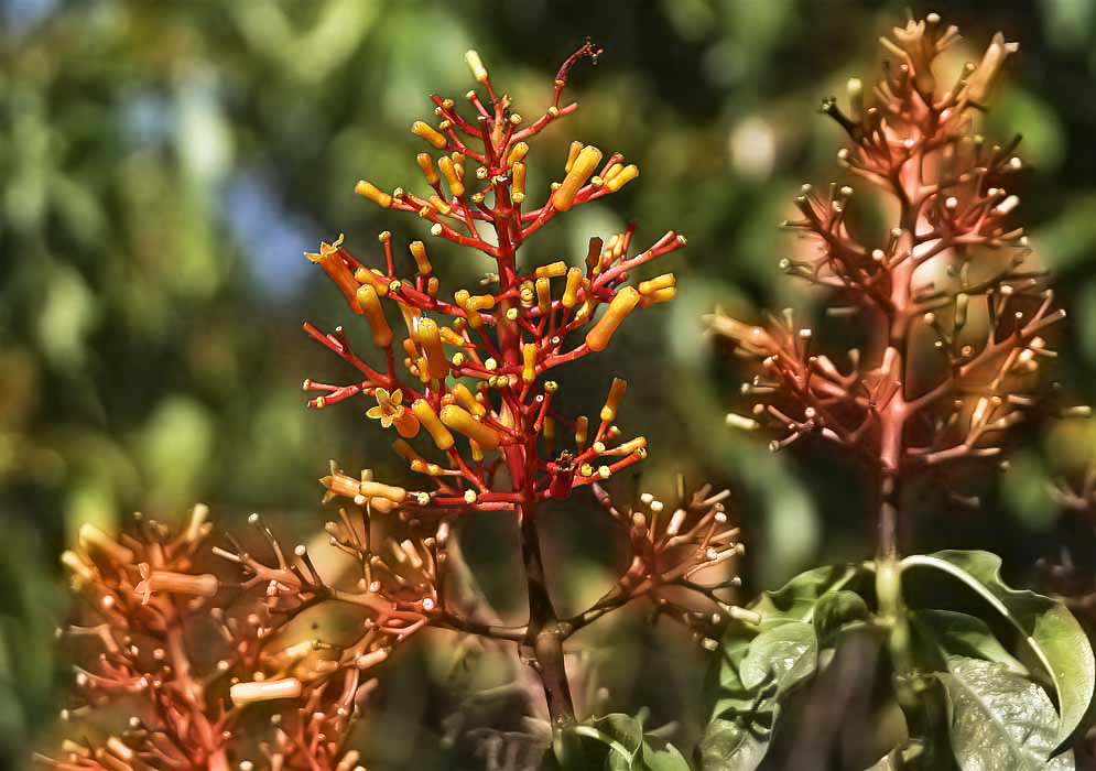 A red palicourea vaginata inflorescence with orange flowers