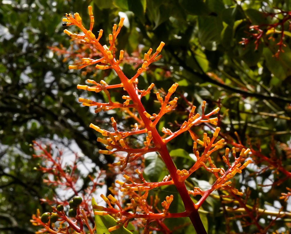 An Palicourea vaginata inflorescence with red stems and yellow-orange flowers