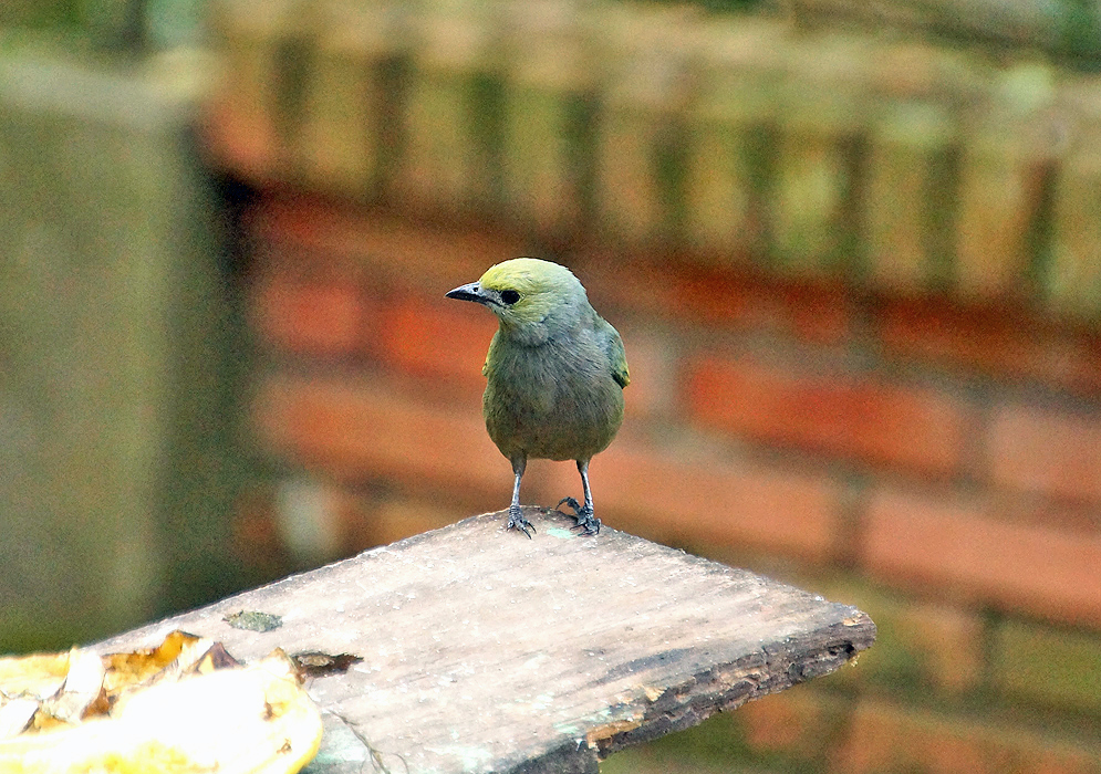 Lionet-gold Palm Tanager looking at a banana while on a wood plank