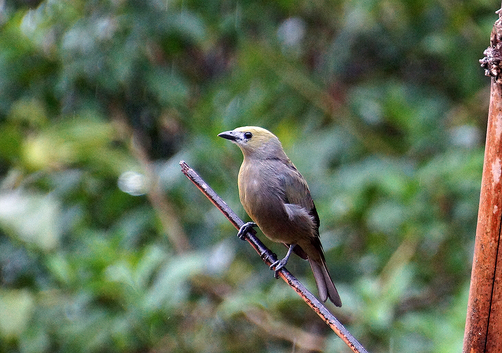 Lionet-gold Palm Tanager on a small tree branch