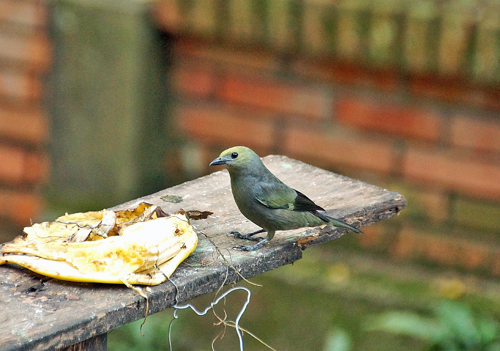 Lionet-gold Palm Tanager looking at a banana while on a wood plank